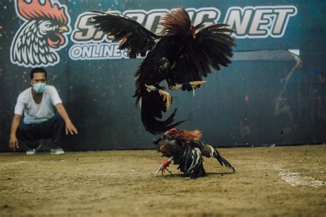 sabong cockfighting|Online Sabong .